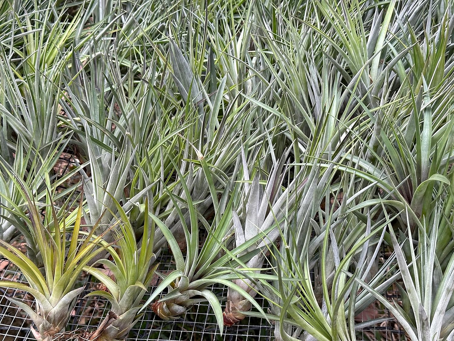 Tillandsia Fasciculata Tricolor Large