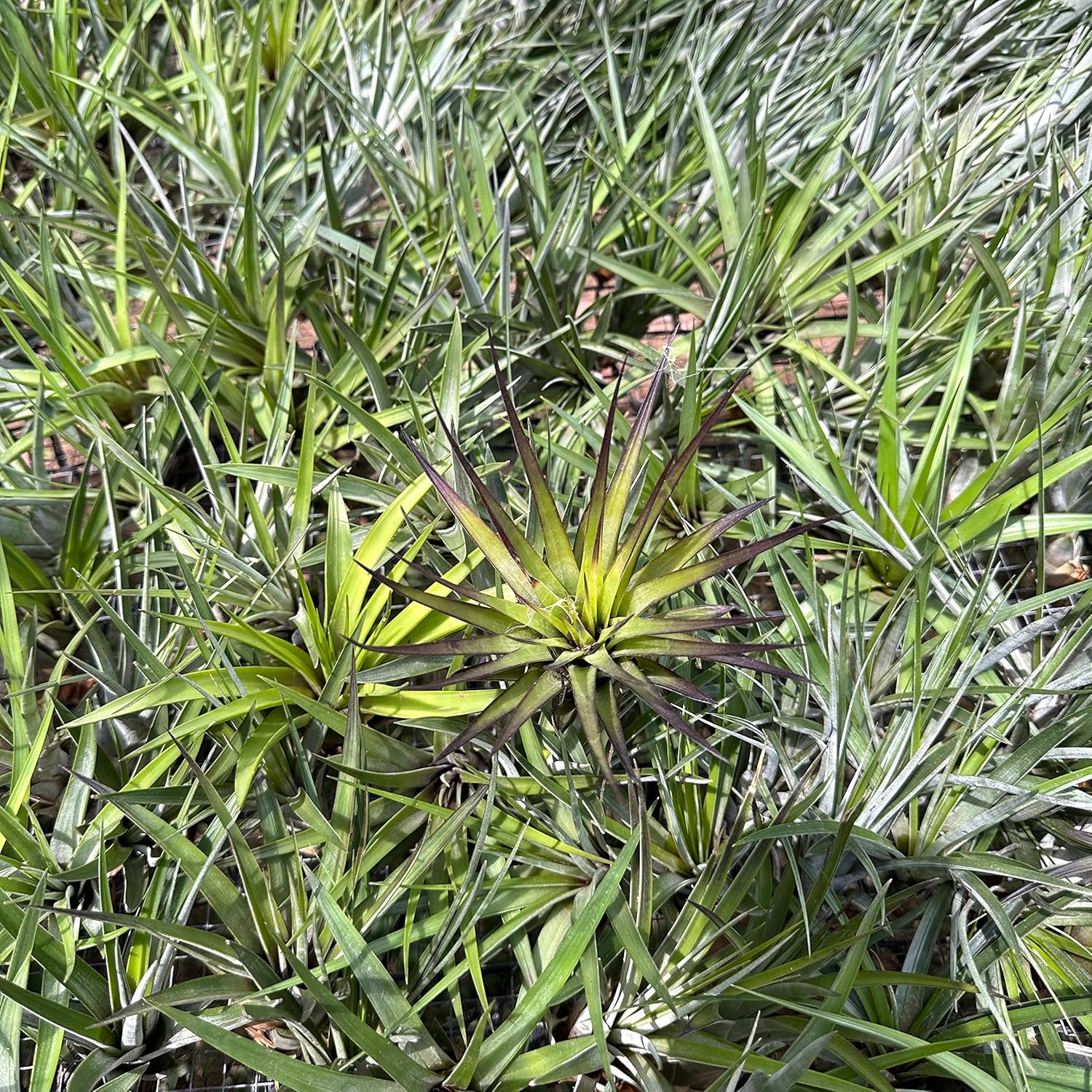 Tillandsia Fasciculata Tricolor Large