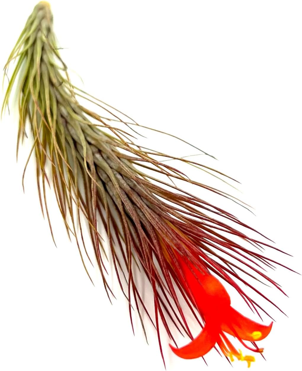 Tillandsia Funckiana Hybrid