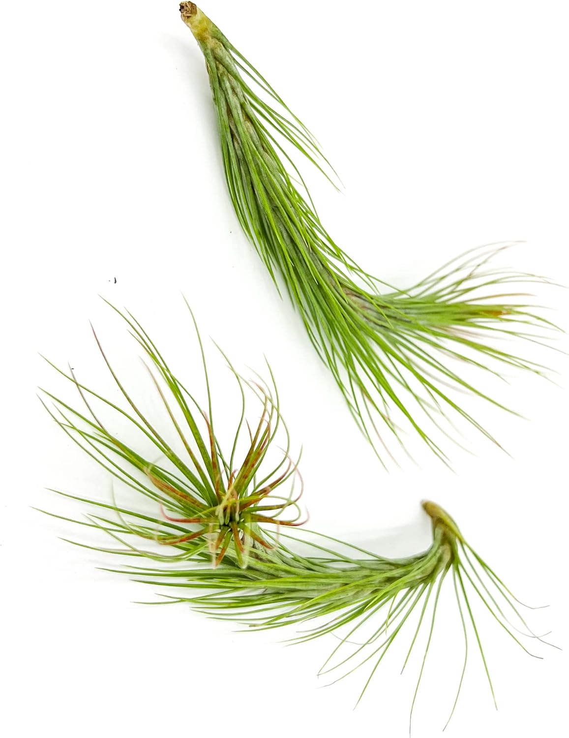 Tillandsia Funckiana Hybrid