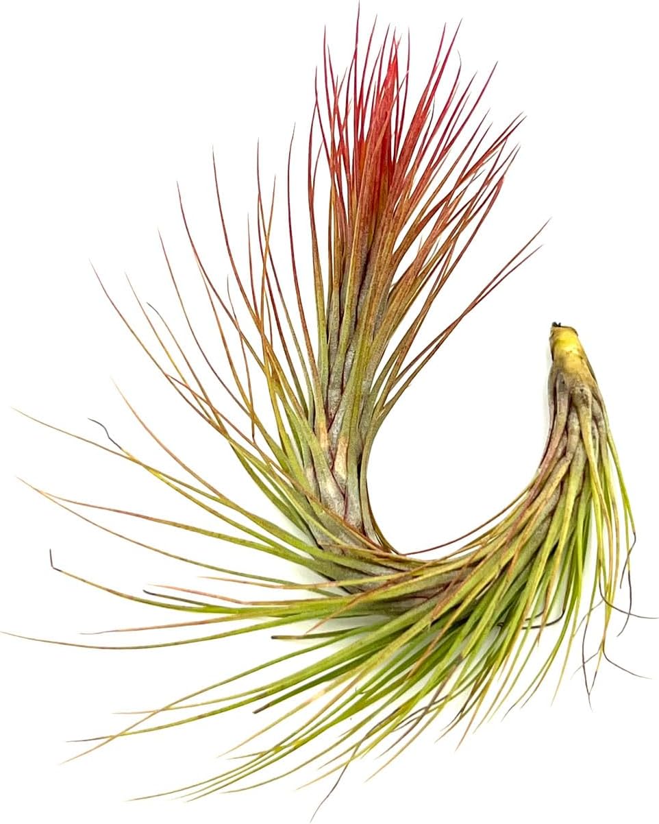 Tillandsia Funckiana Hybrid