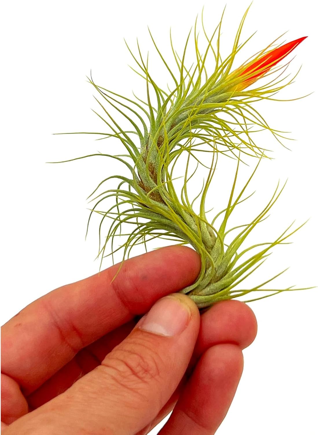 Tillandsia Funckiana Hybrid