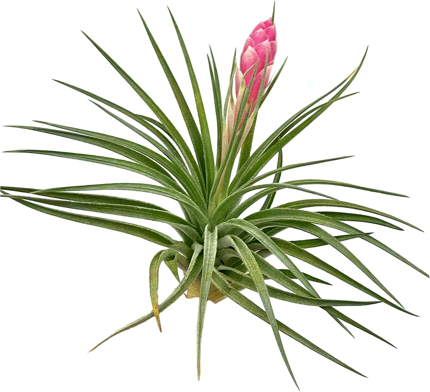 Tillandsia Hybrid No. 1