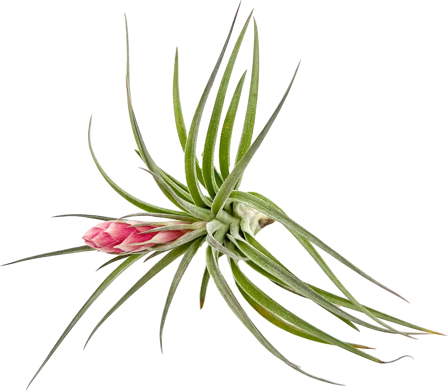 Tillandsia Hybrid No. 1