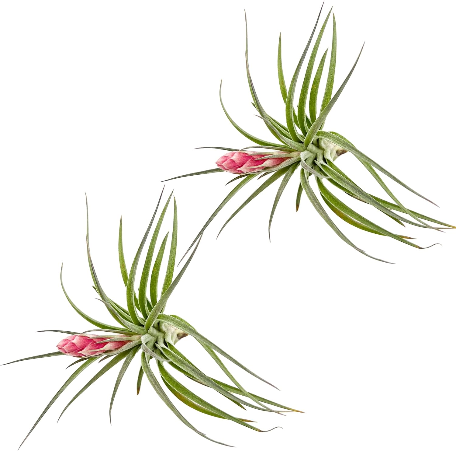 Tillandsia Hybrid No. 1