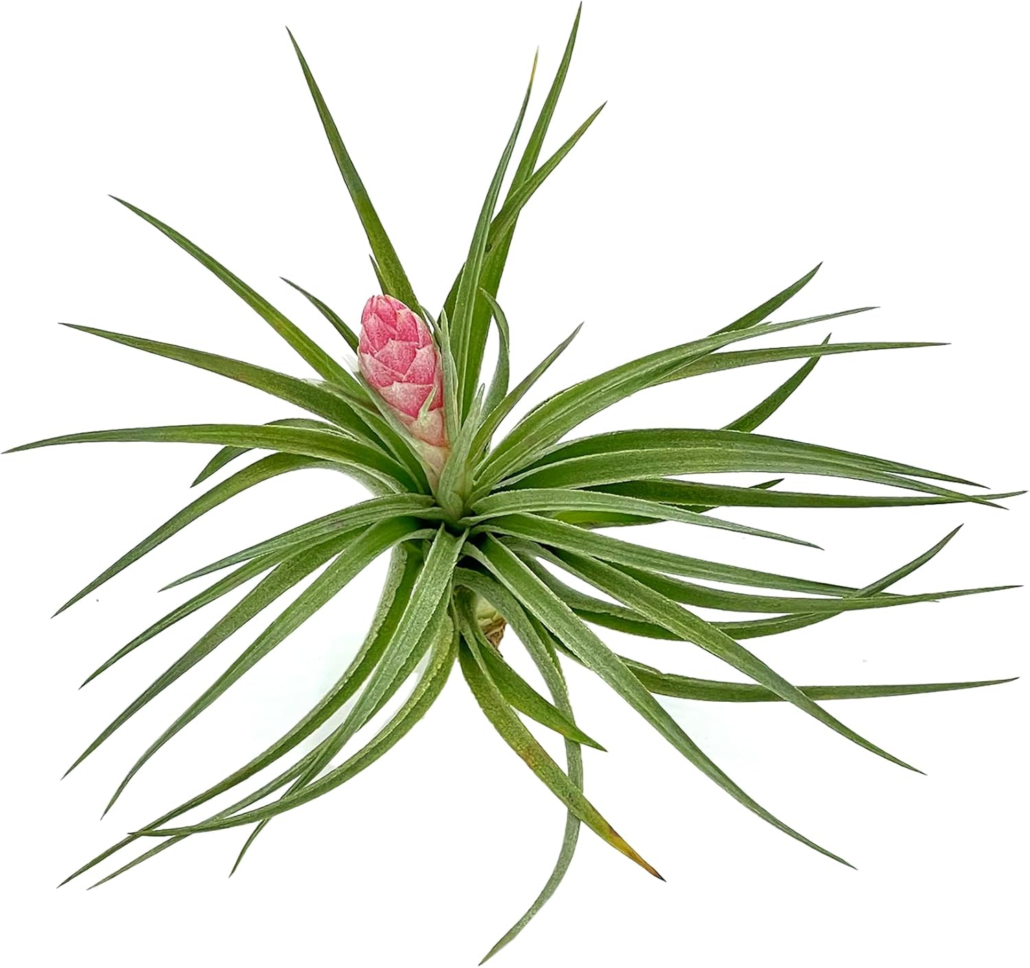 Tillandsia Hybrid No. 1