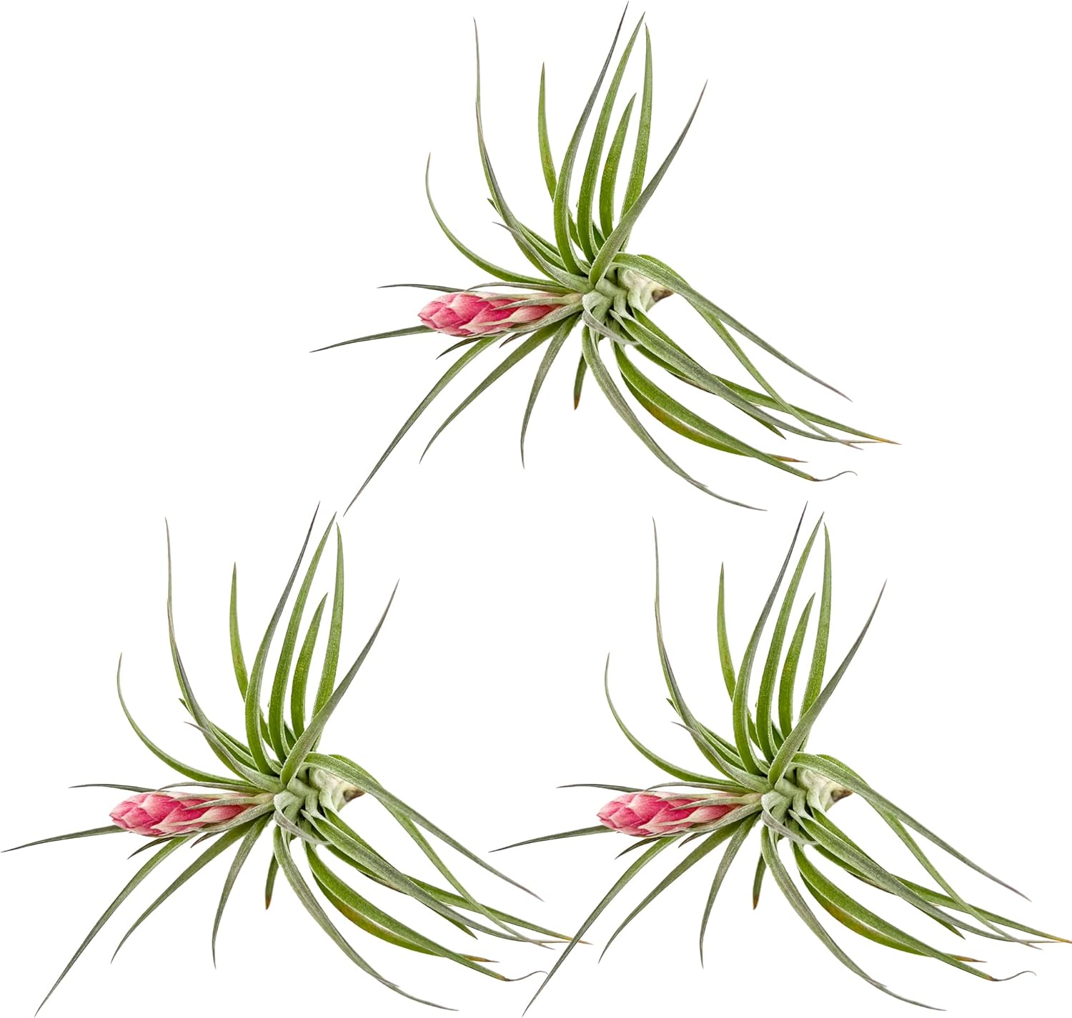 Tillandsia Hybrid No. 1