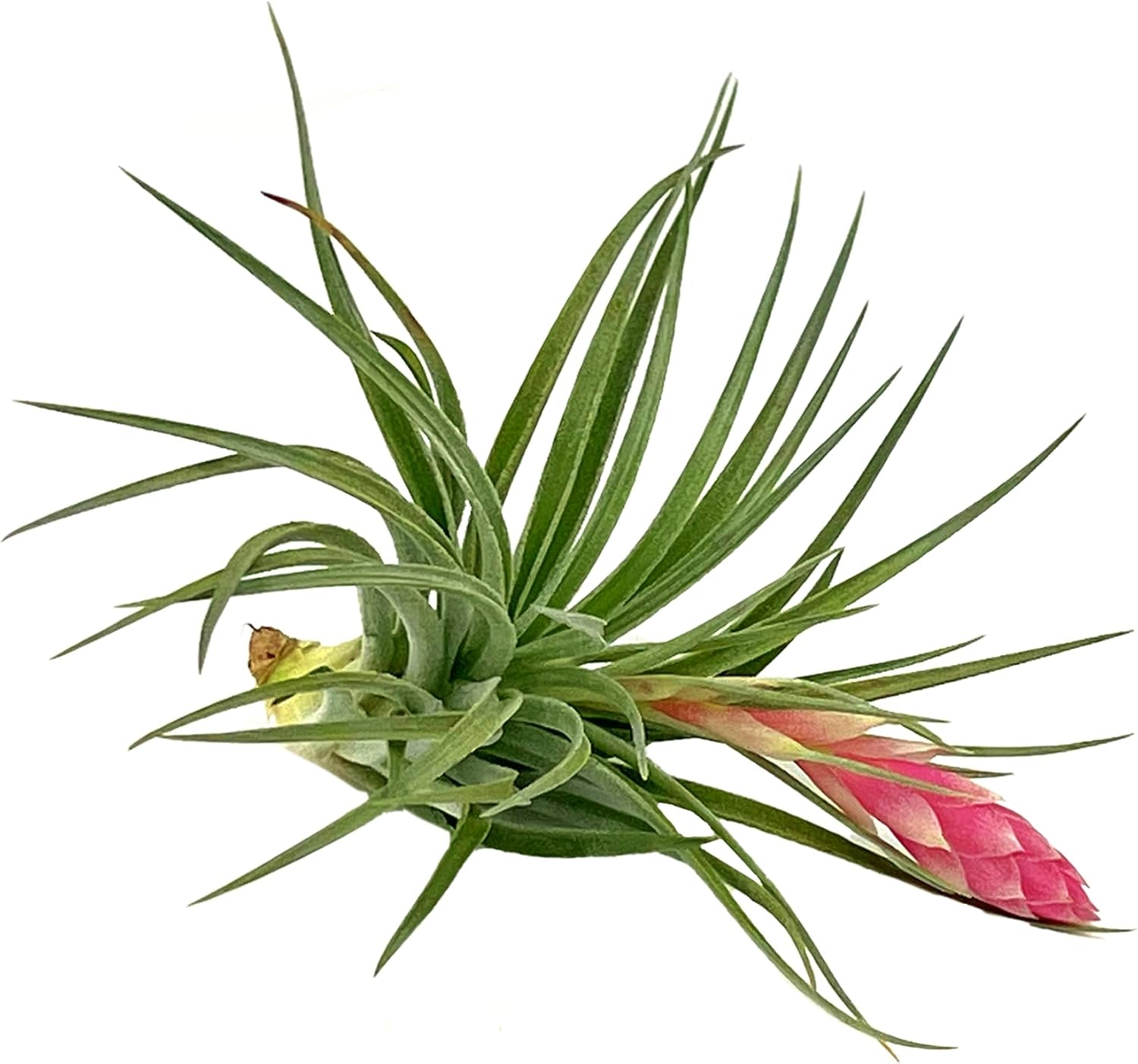 Tillandsia Hybrid No. 1