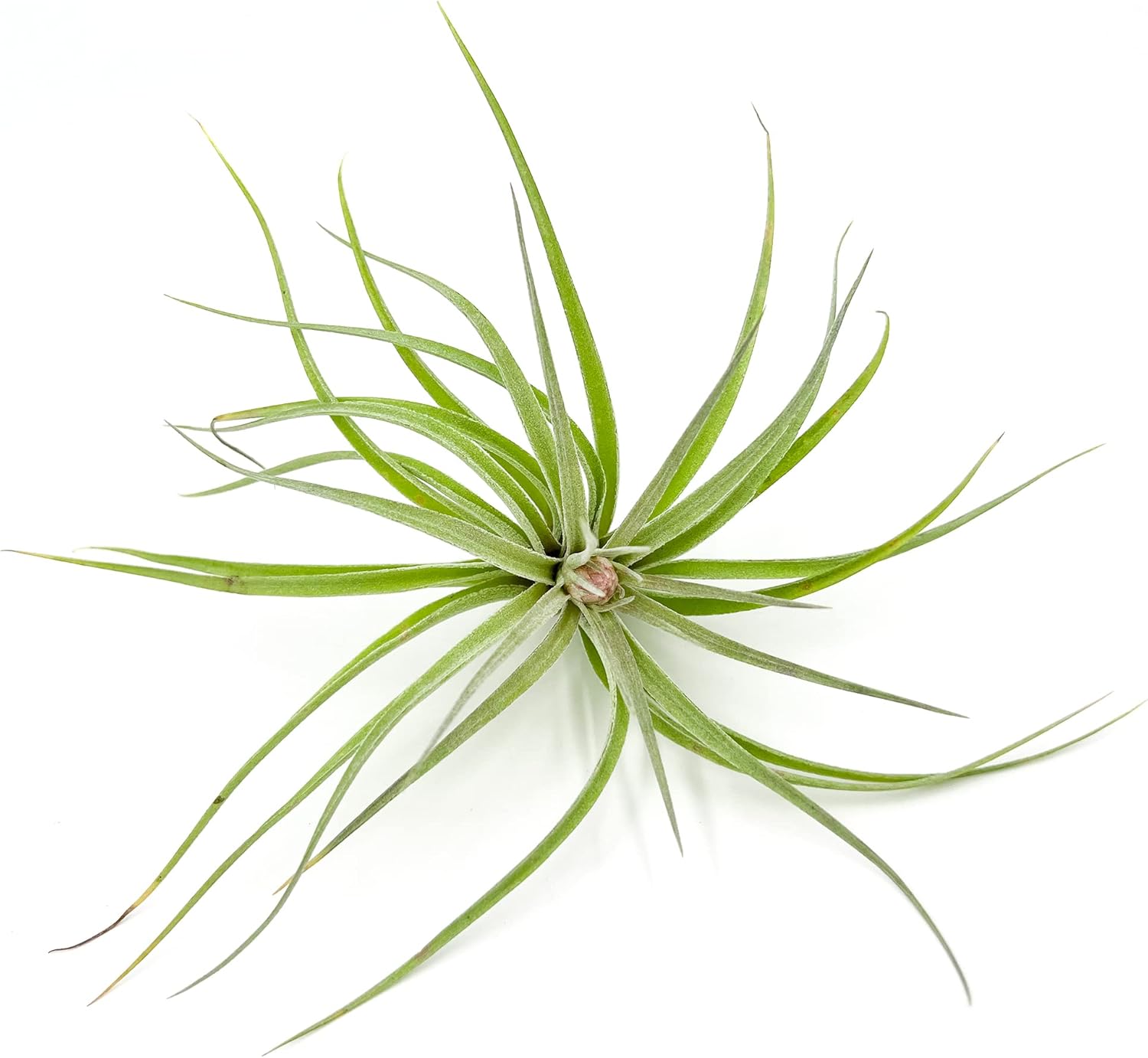 Tillandsia Hybrid No. 1