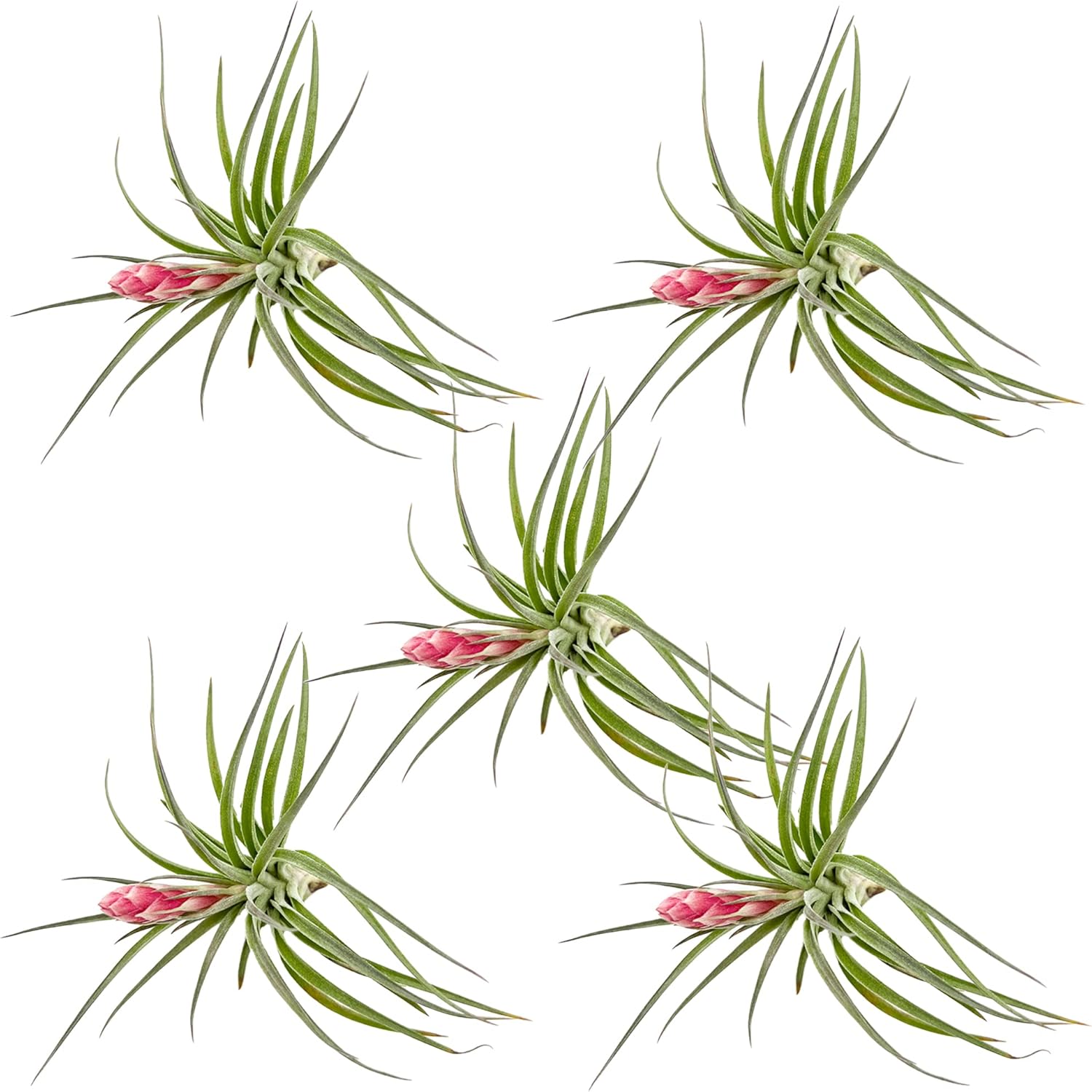 Tillandsia Hybrid No. 1