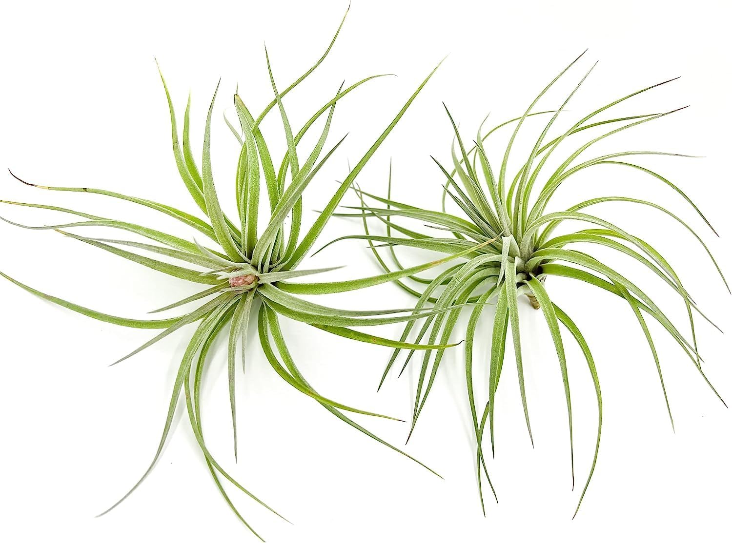 Tillandsia Hybrid No. 1