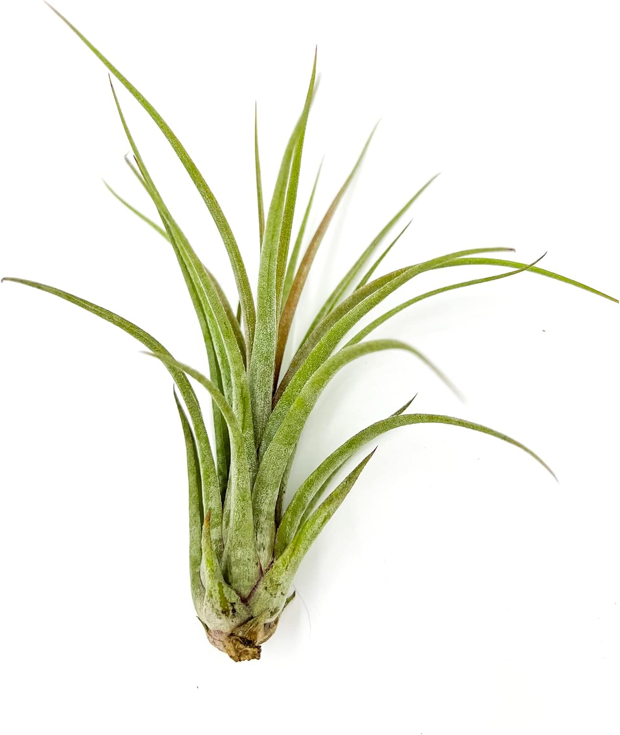 Tillandsia Hybrid No. 51