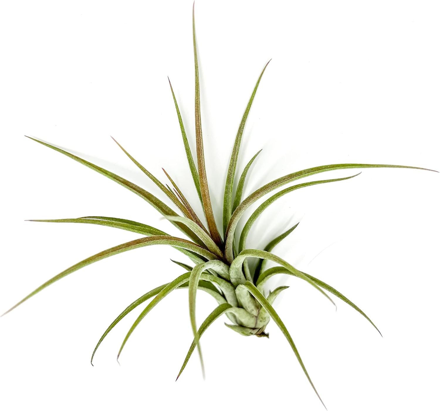 Tillandsia Hybrid No. 51