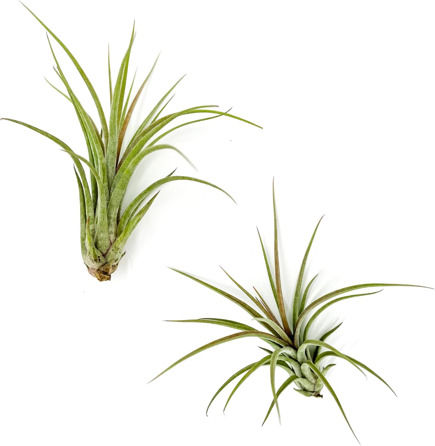 Tillandsia Hybrid No. 51