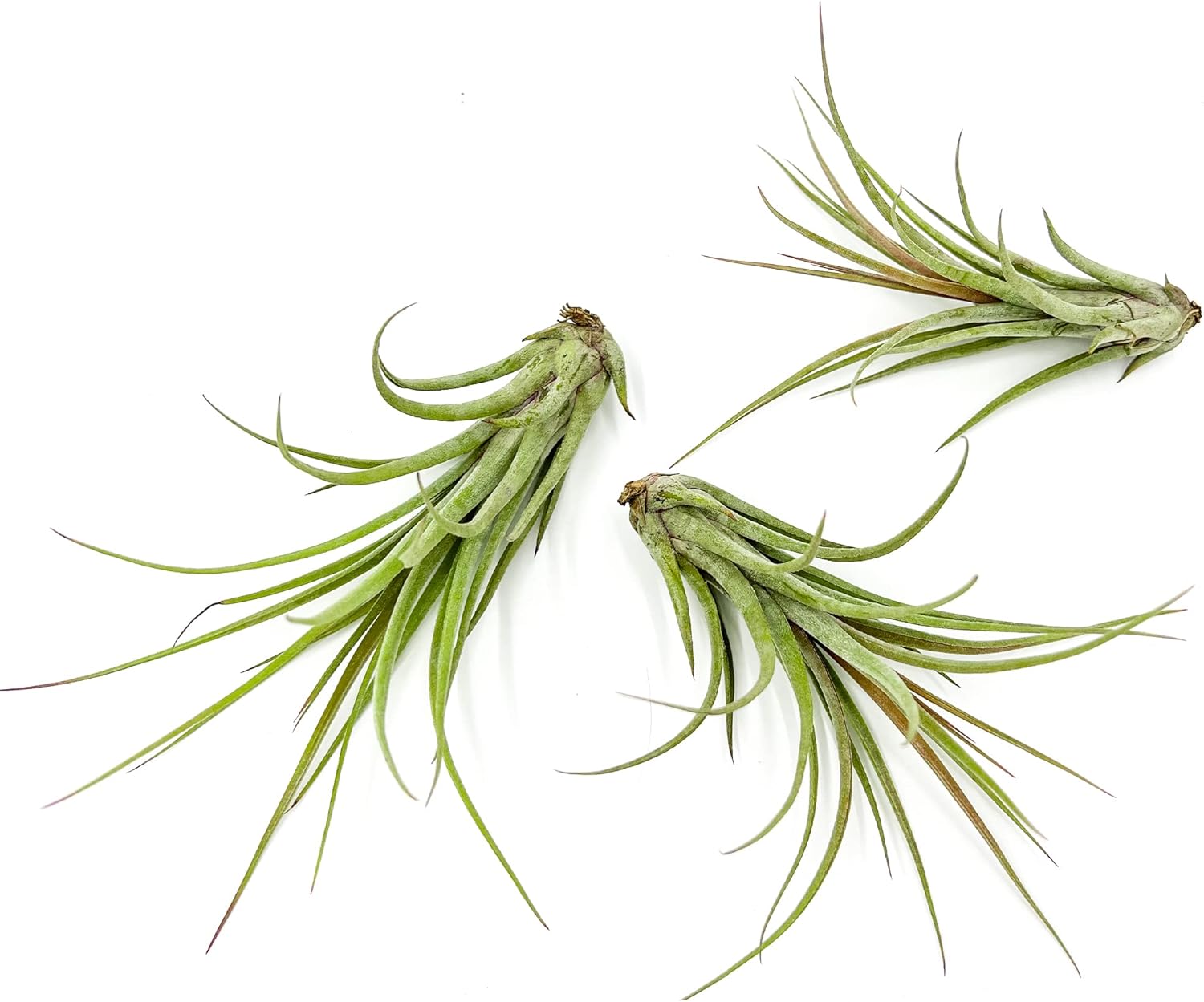 Tillandsia Hybrid No. 51