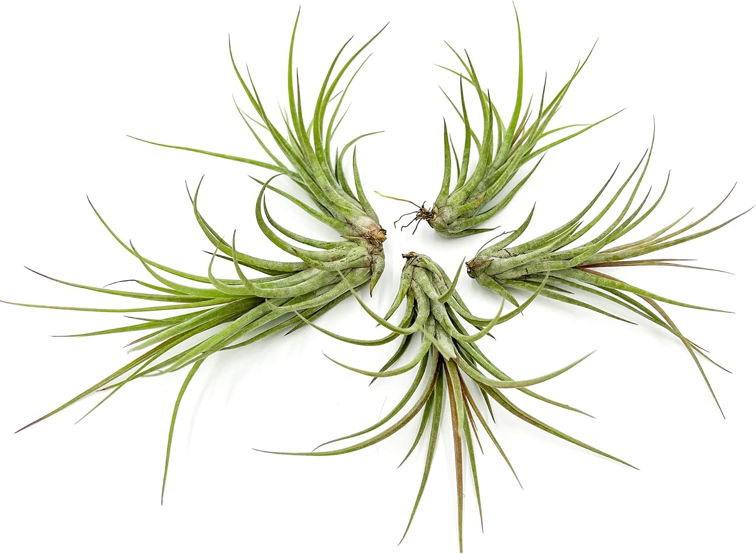 Tillandsia Hybrid No. 51