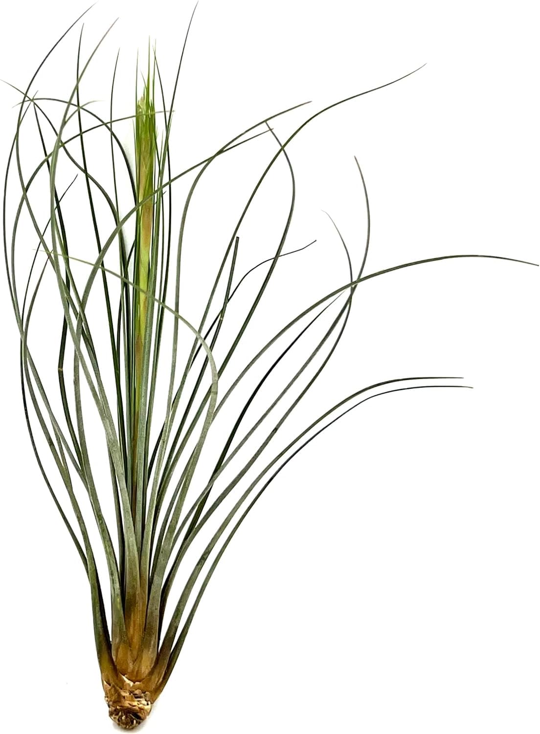 Tillandsia Juncea