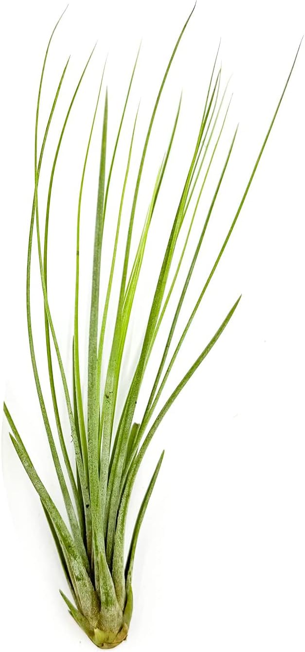 Tillandsia Juncea