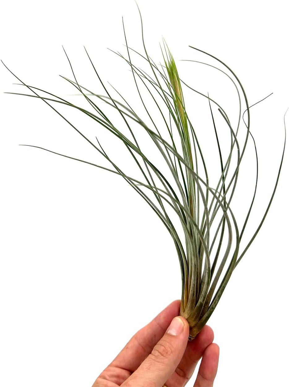 Tillandsia Juncea