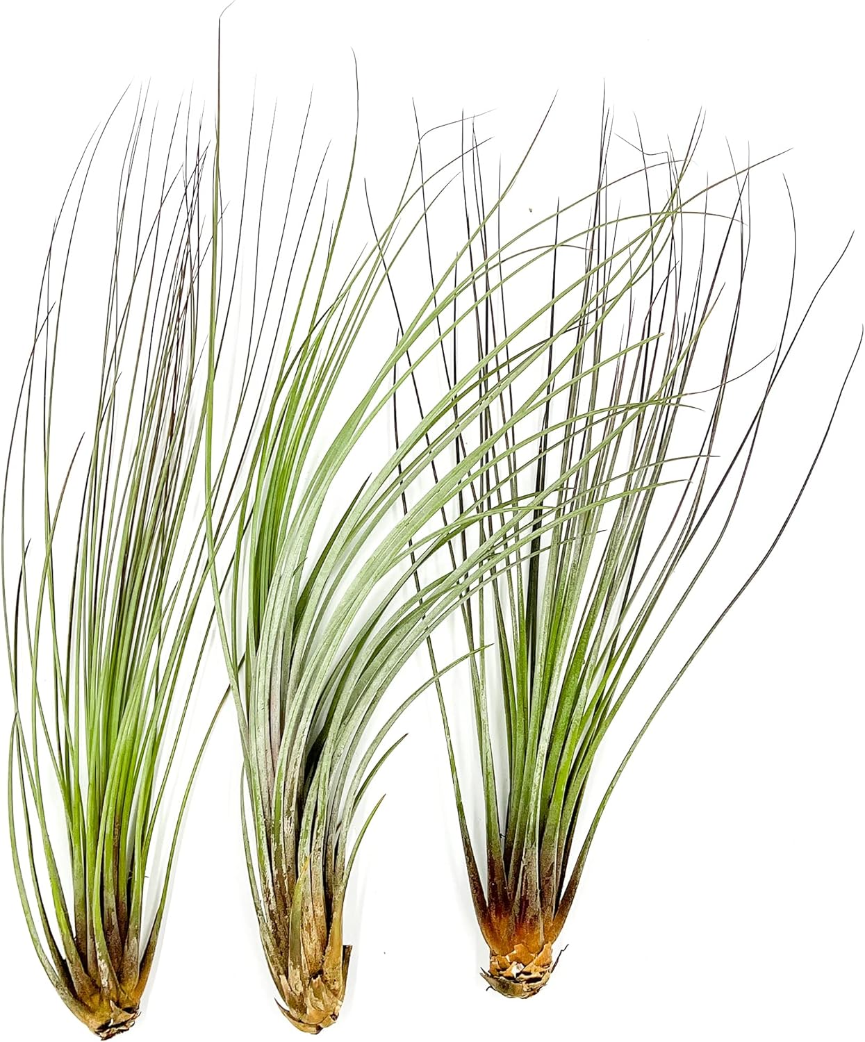 Tillandsia Juncea