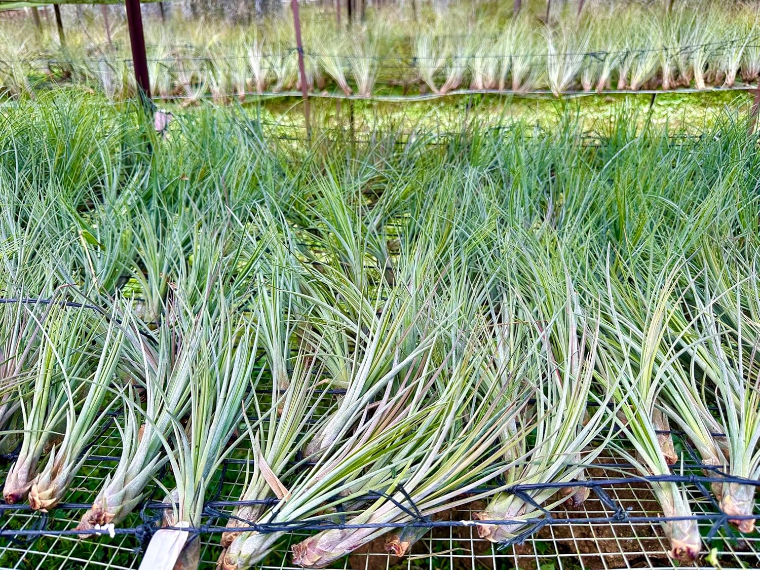 Tillandsia Juncea