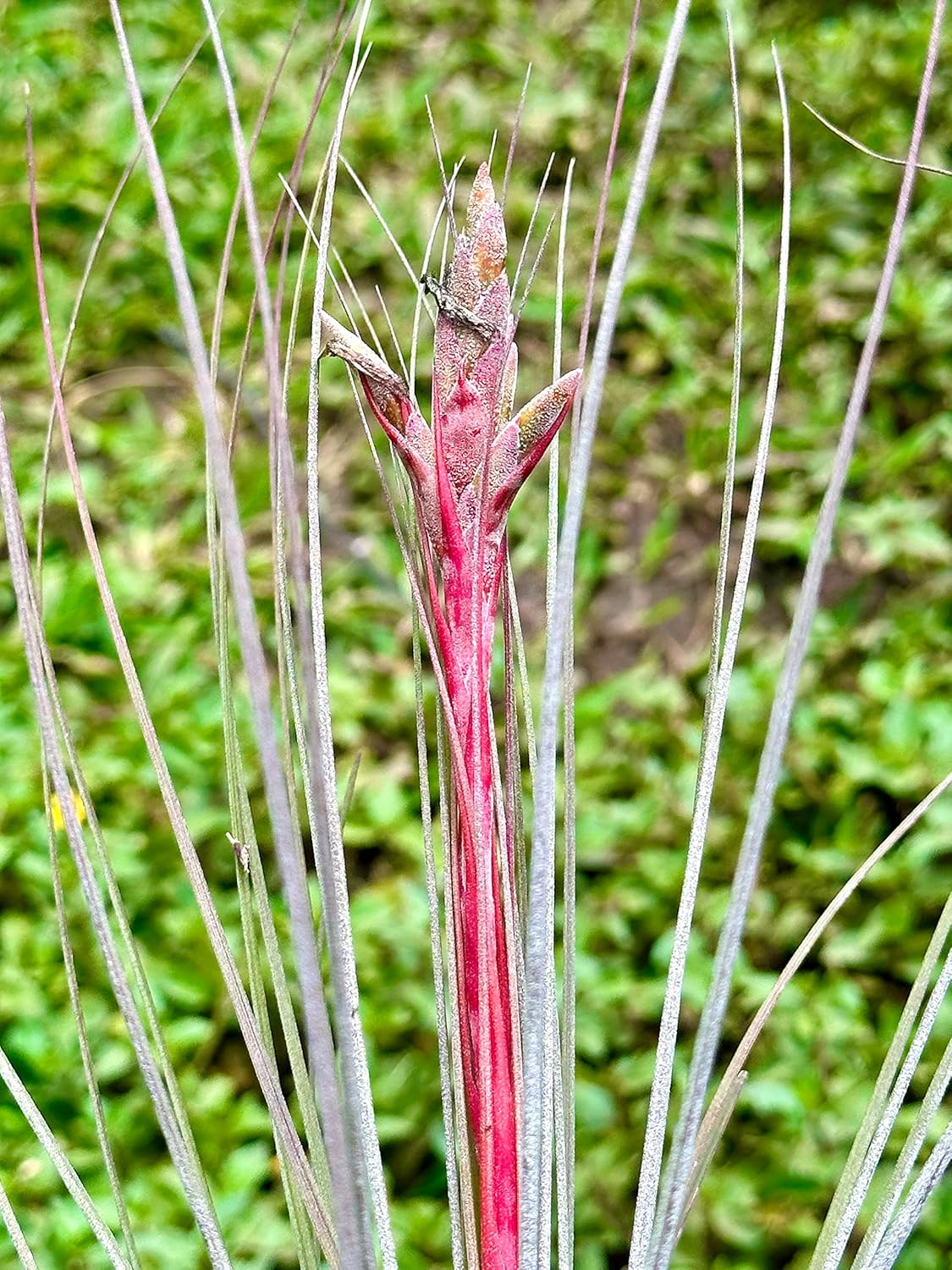 Tillandsia Juncea