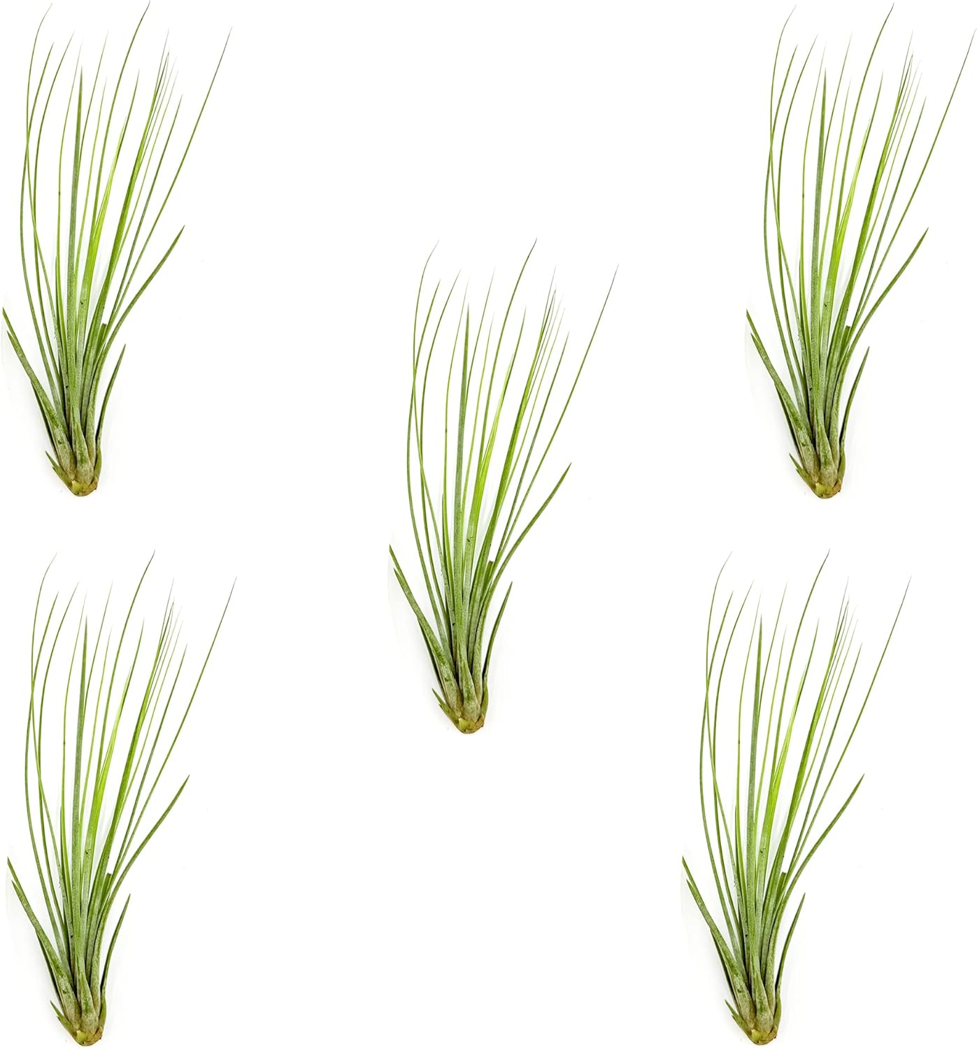 Tillandsia Juncea