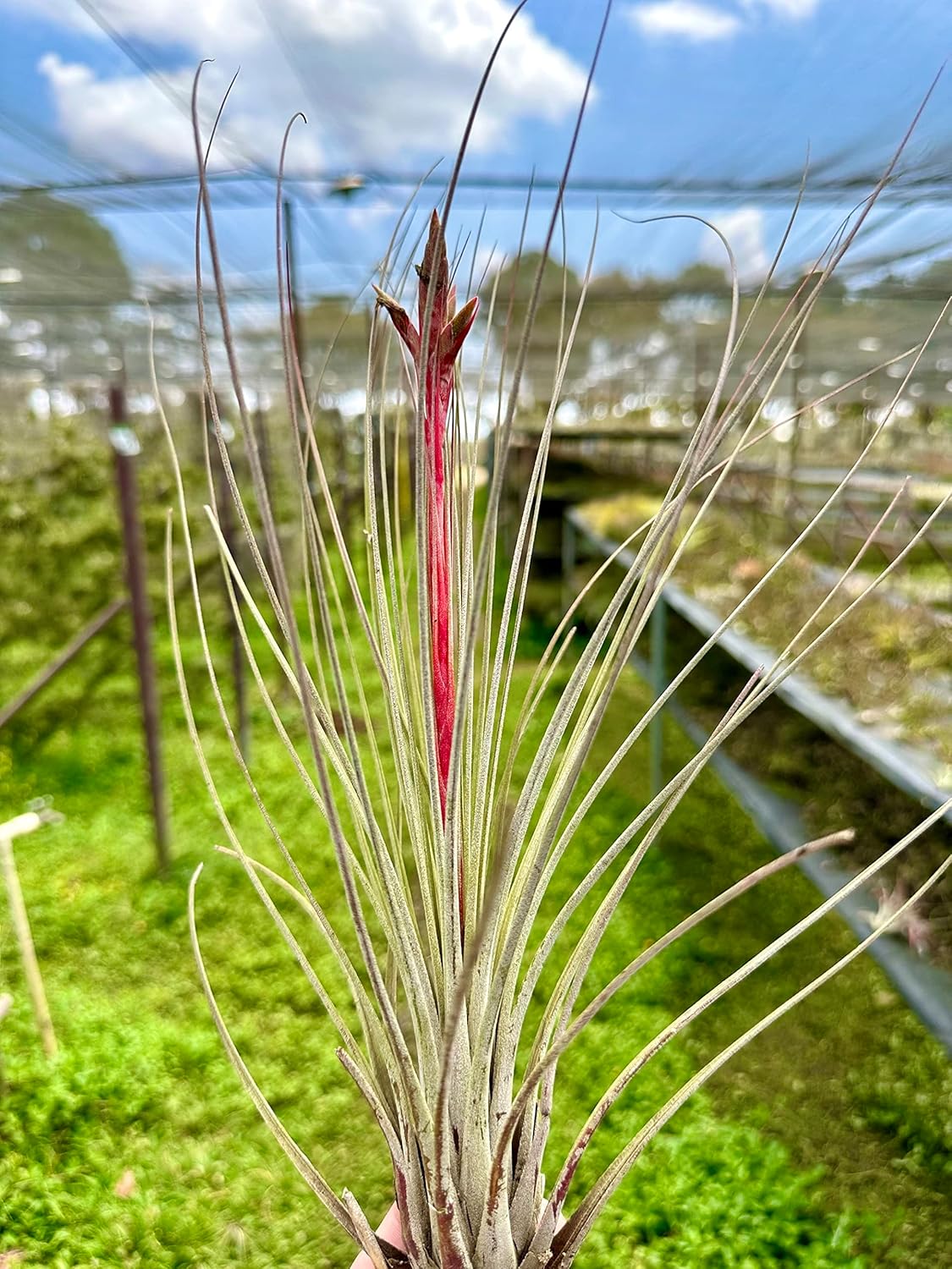 Tillandsia Juncea