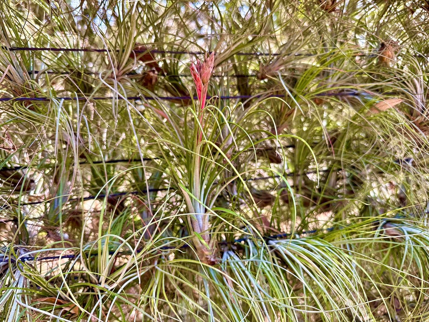 Tillandsia Juncea