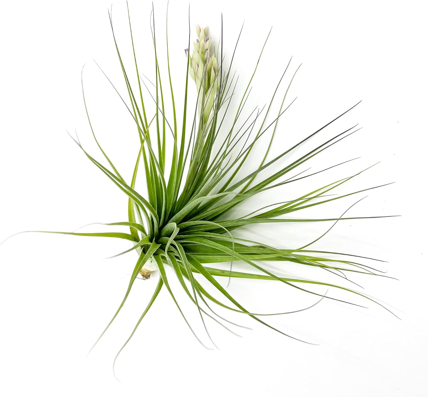 Tillandsia Lilla Lilac