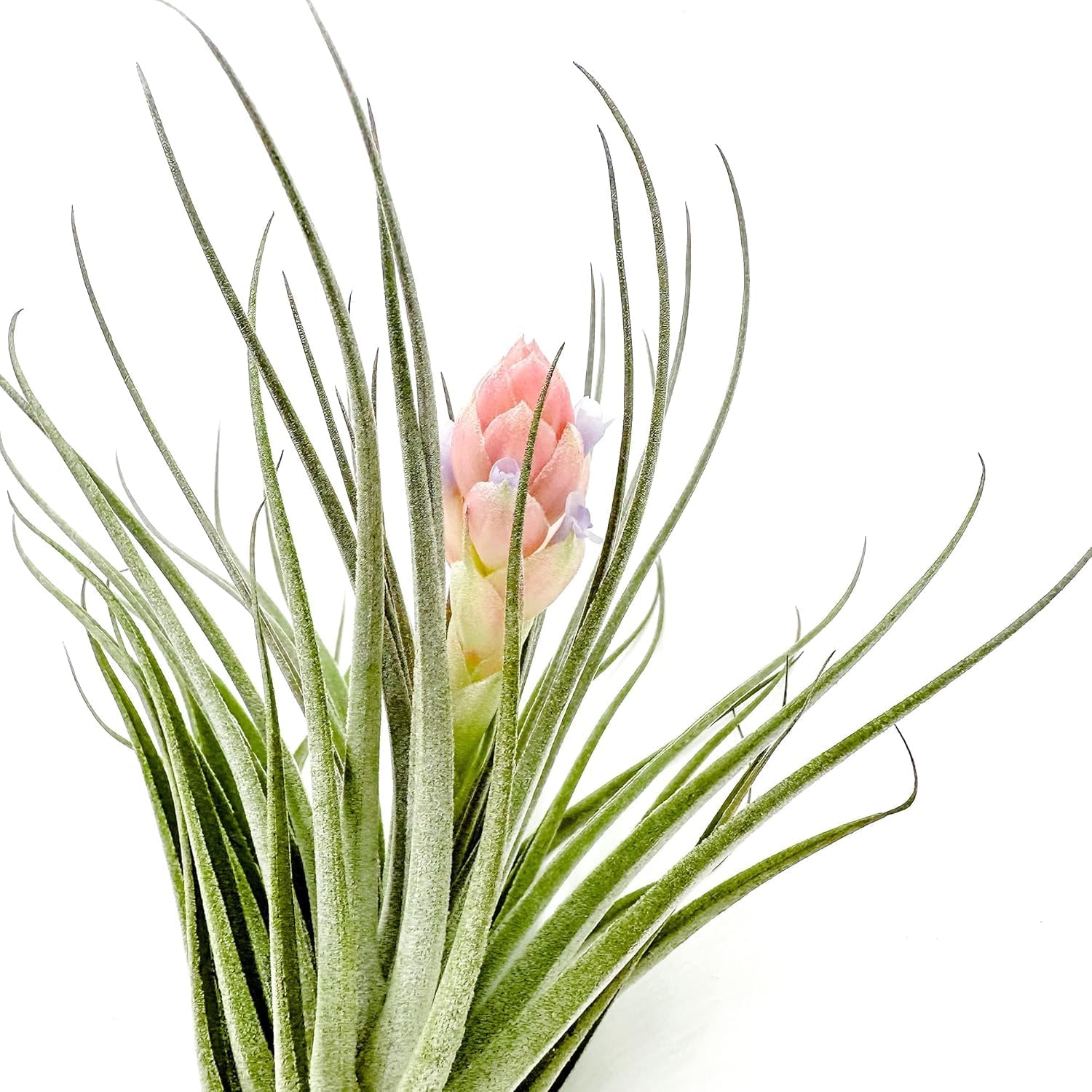 Tillandsia Pink Paske