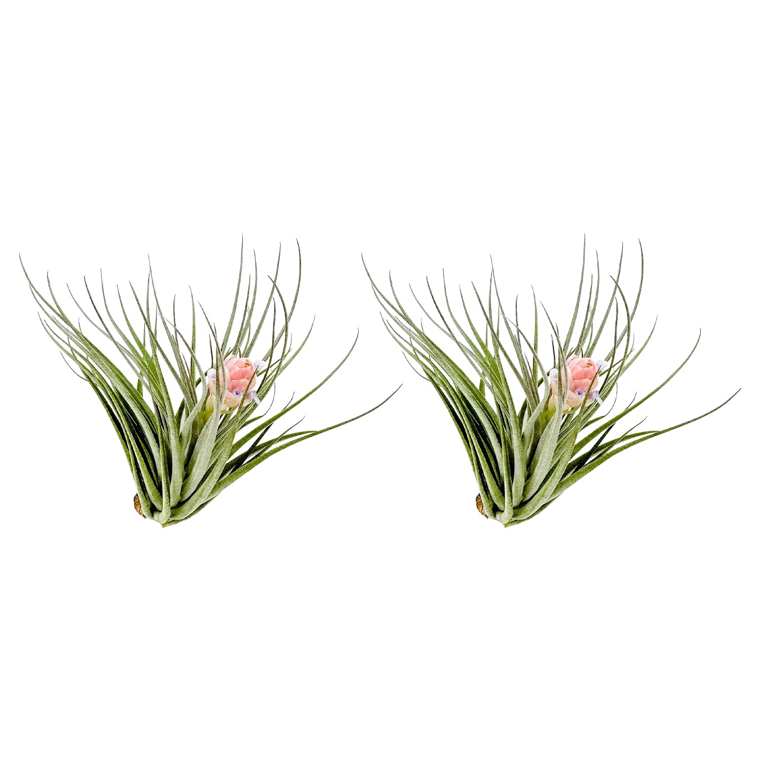 Tillandsia Pink Paske