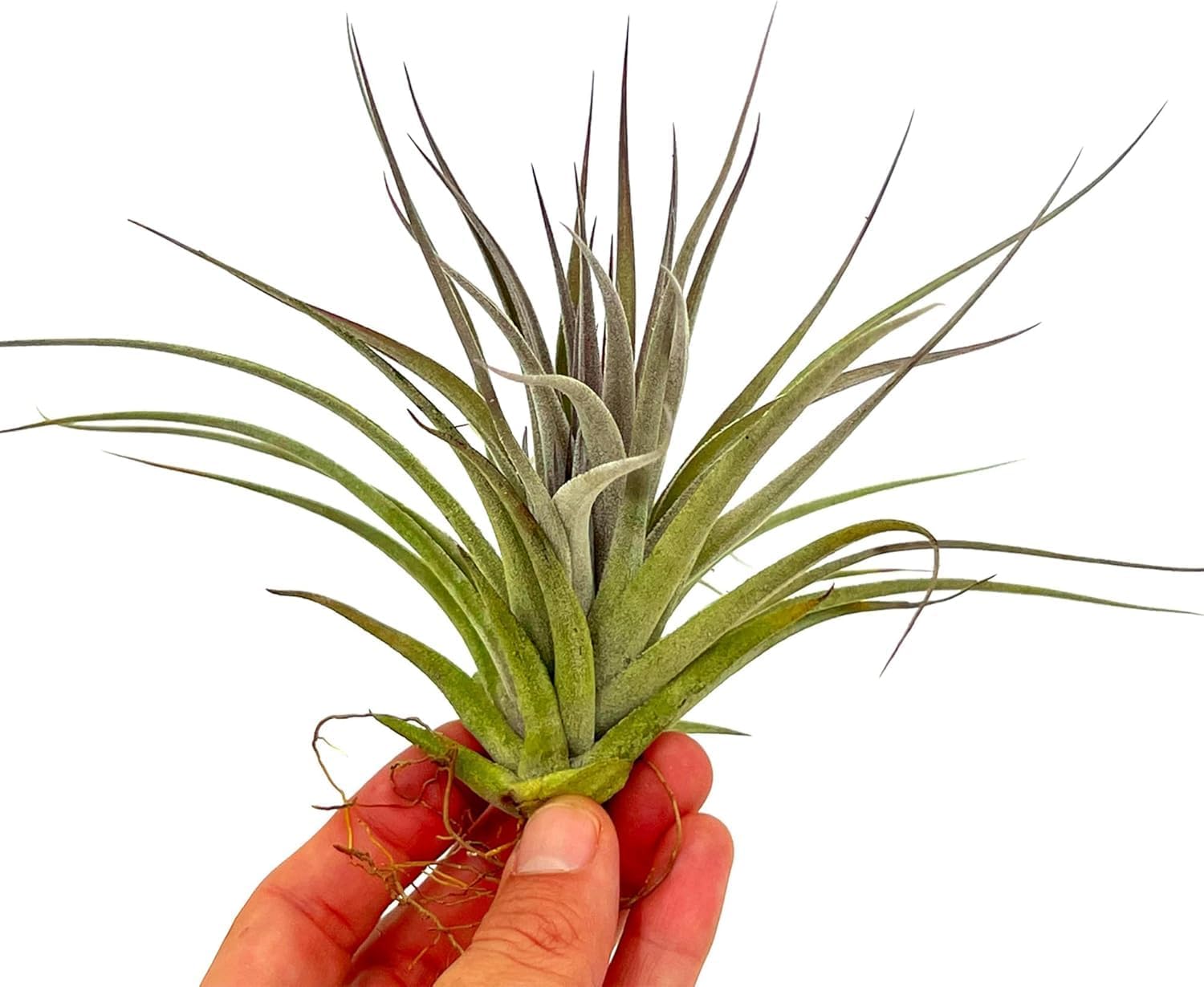 Tillandsia Pink Paske