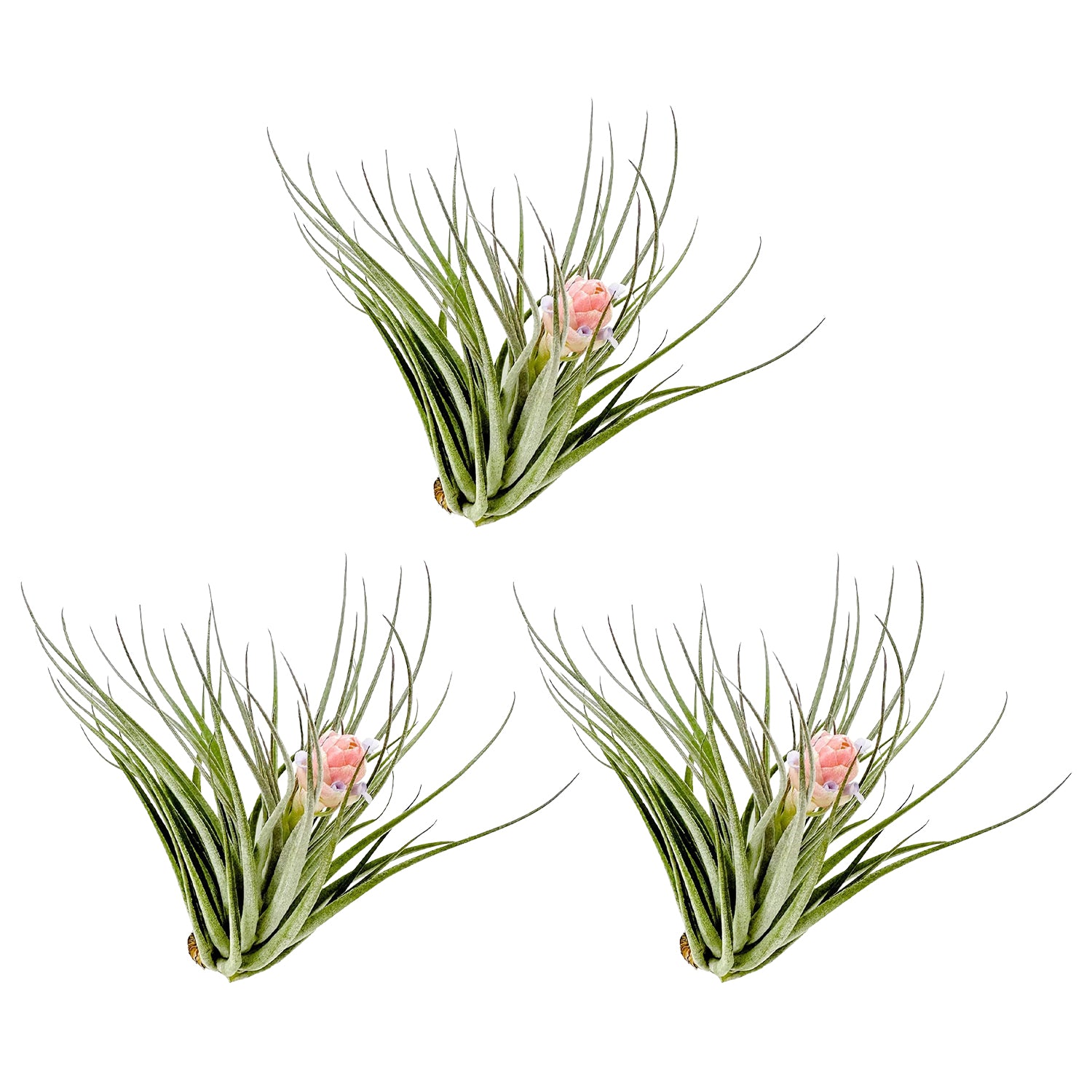 Tillandsia Pink Paske