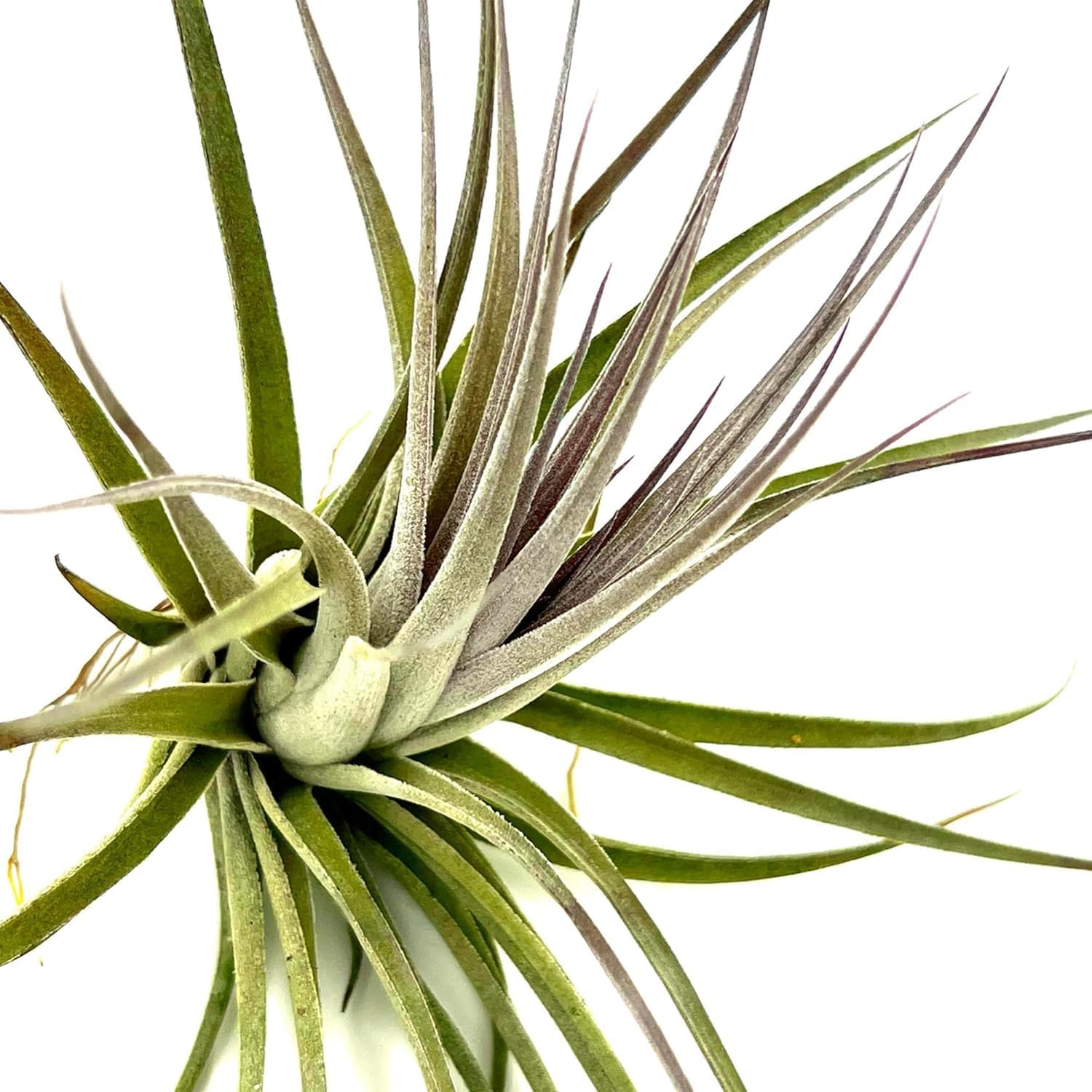 Tillandsia Pink Paske