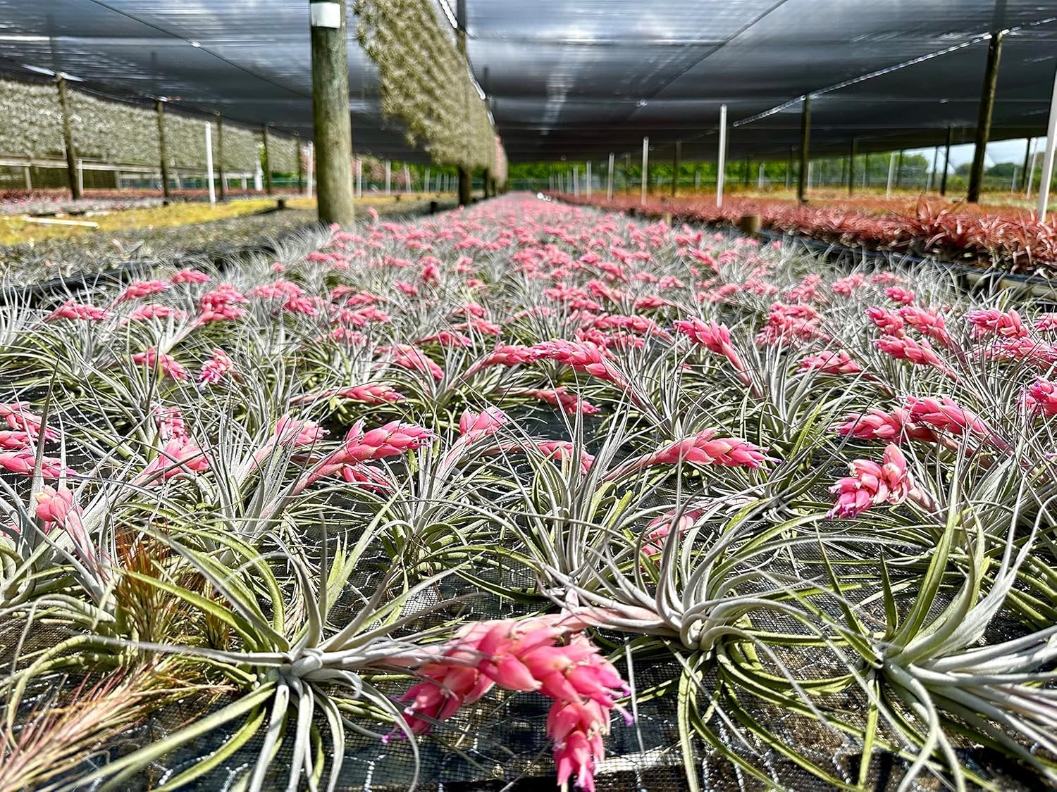 Tillandsia Pink Paske