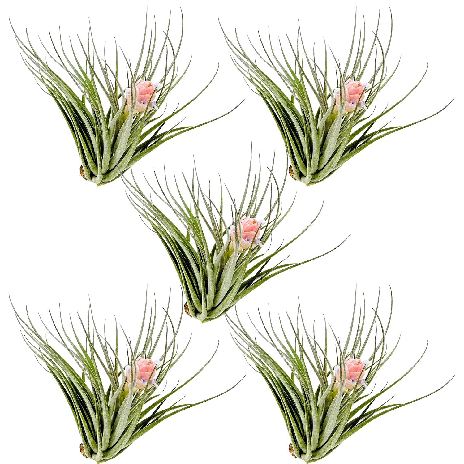 Tillandsia Pink Paske