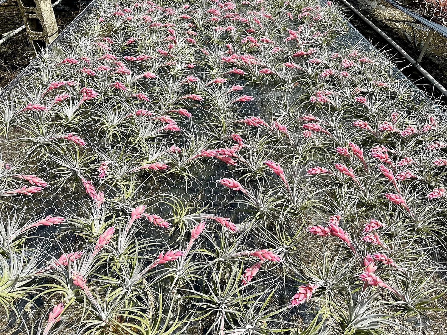 Tillandsia Pink Paske