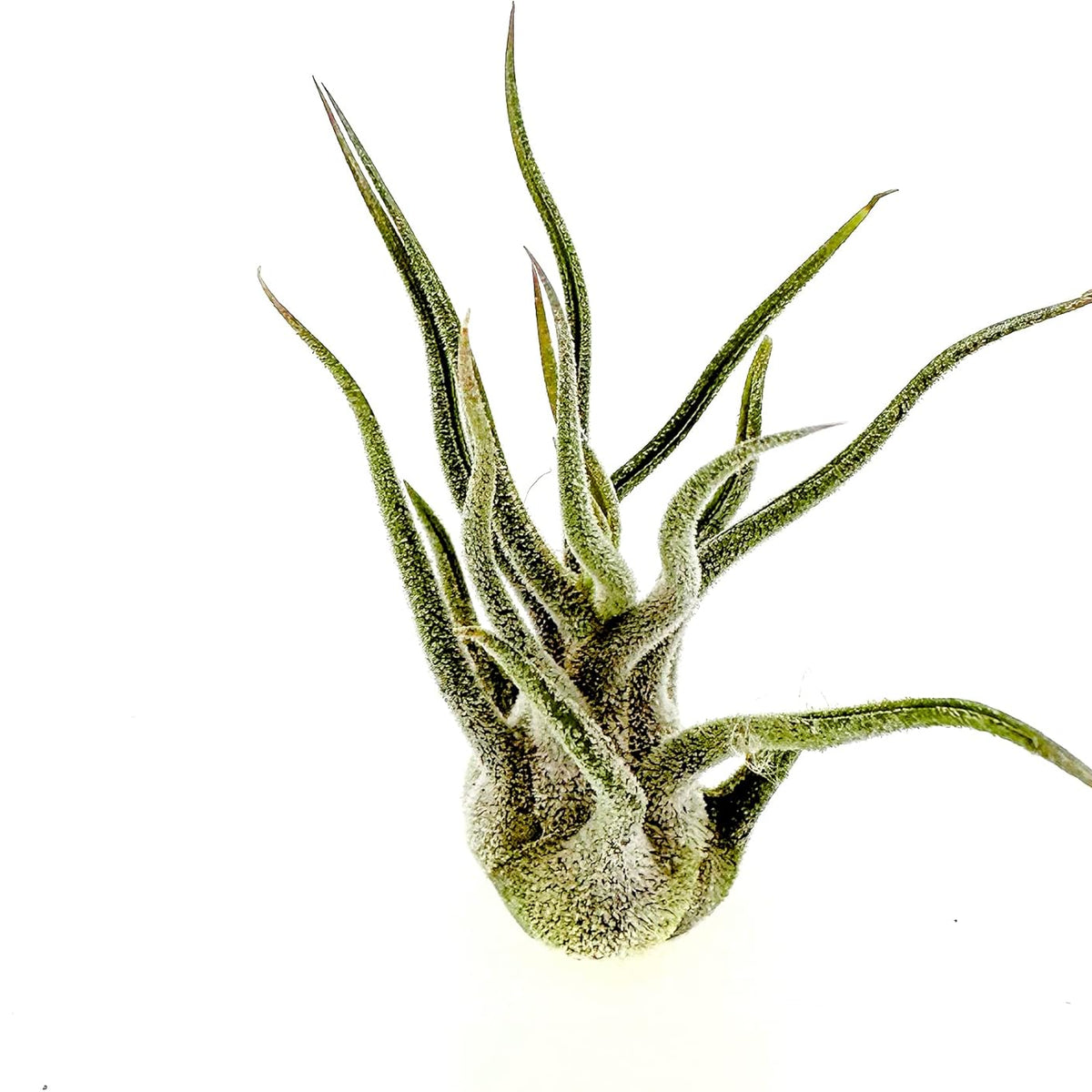 pruinosa air plant Tillandsia Pruinosa
