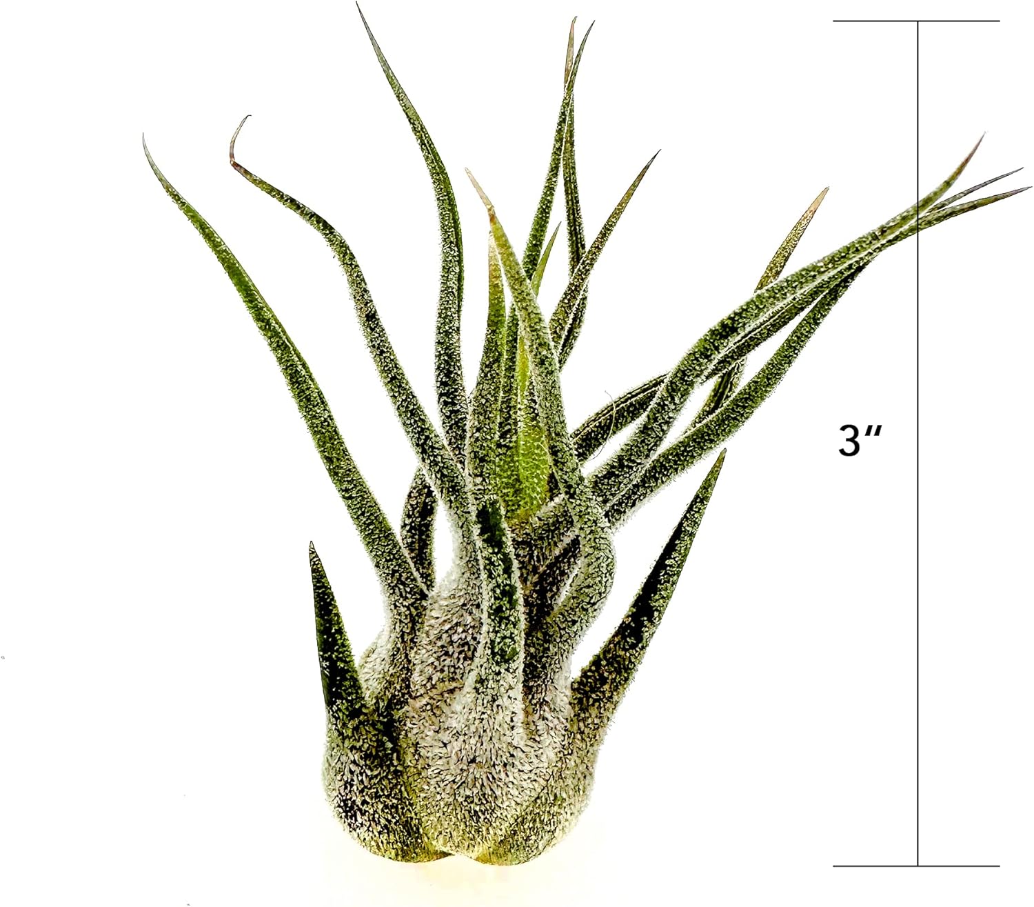 Tillandsia Pruinosa