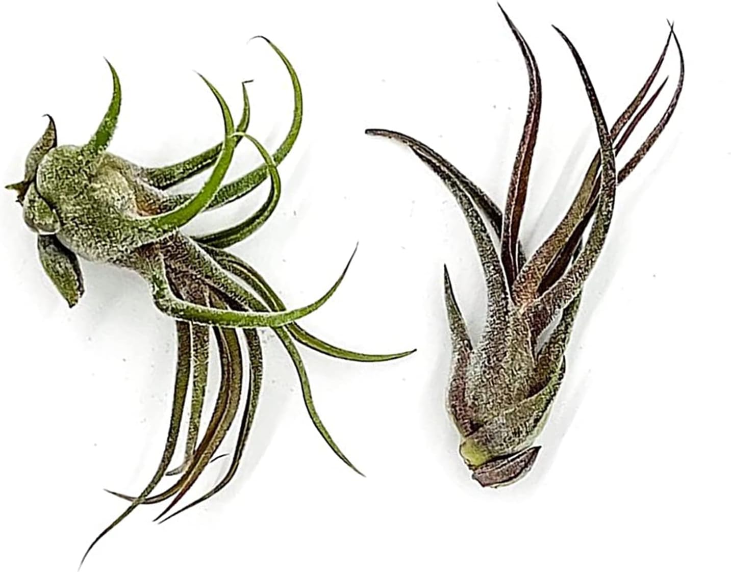 Tillandsia Pruinosa