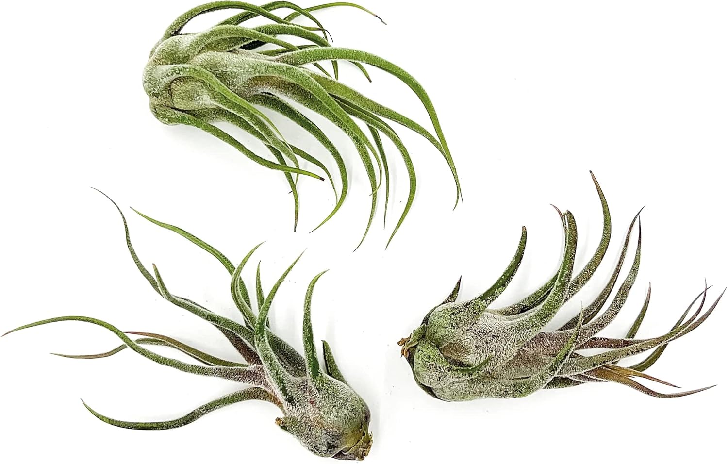 Tillandsia Pruinosa