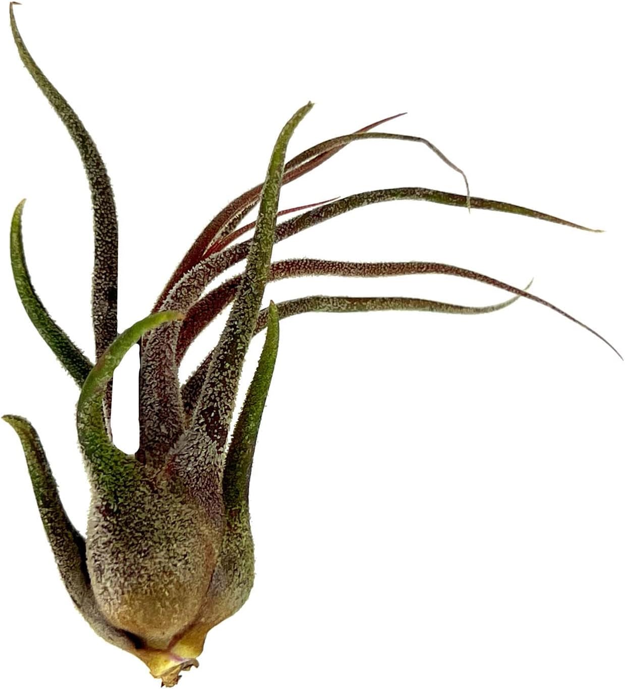 Tillandsia Pruinosa