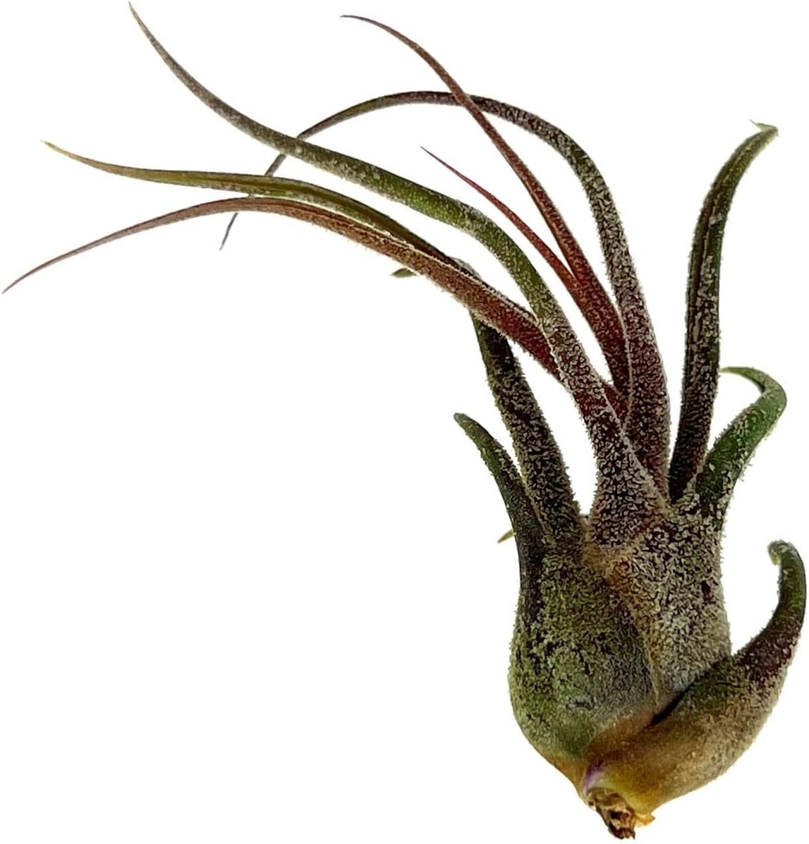 Tillandsia Pruinosa