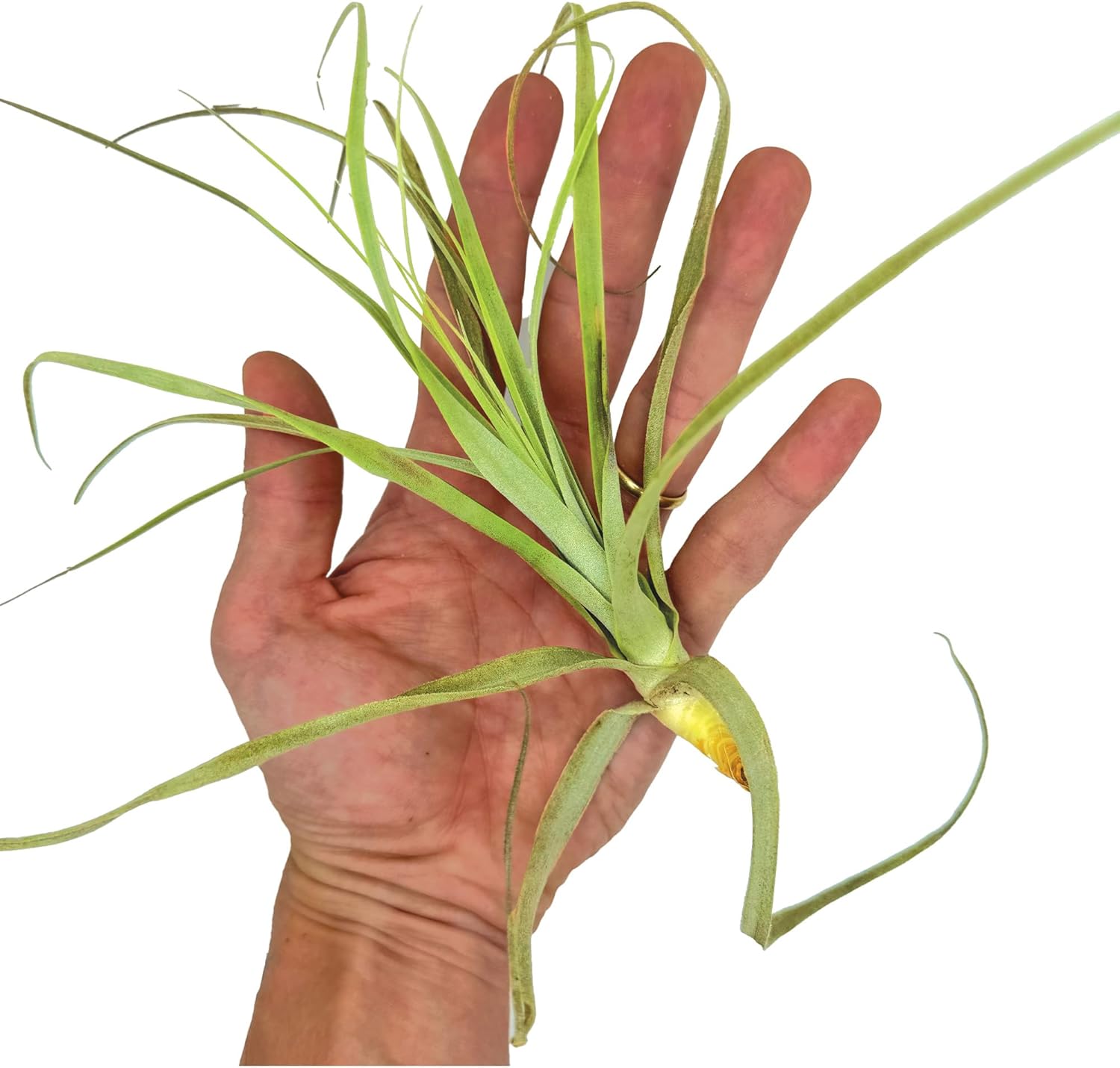 Tillandsia Straminea Jumbo