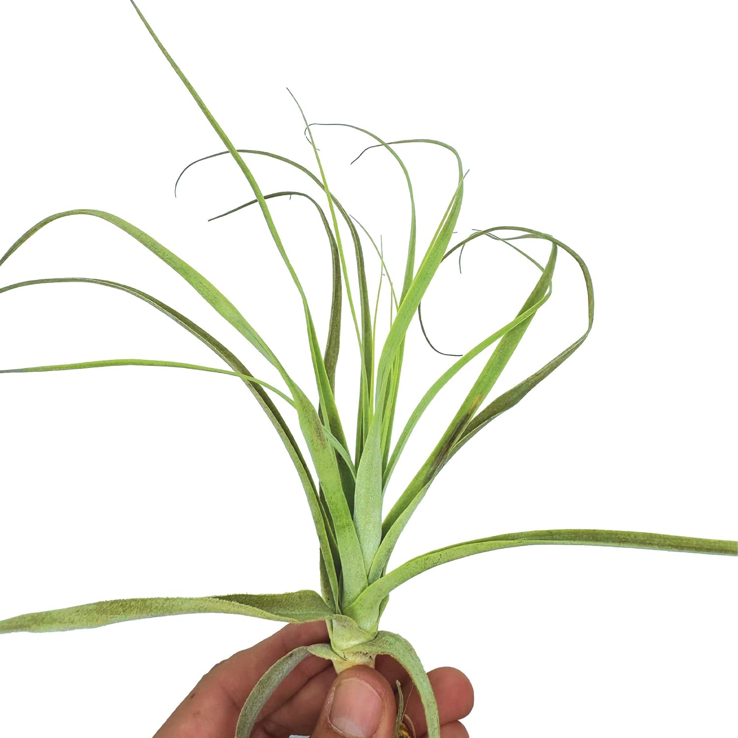 Tillandsia Straminea Jumbo