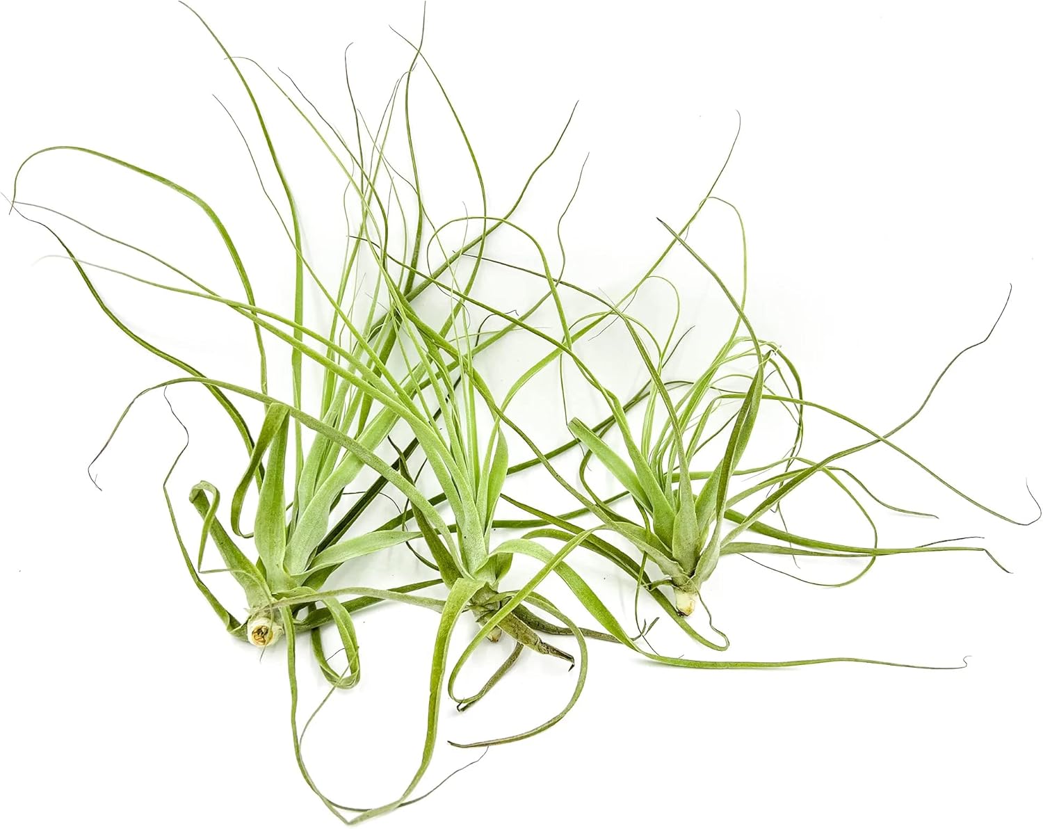 Tillandsia Straminea Jumbo