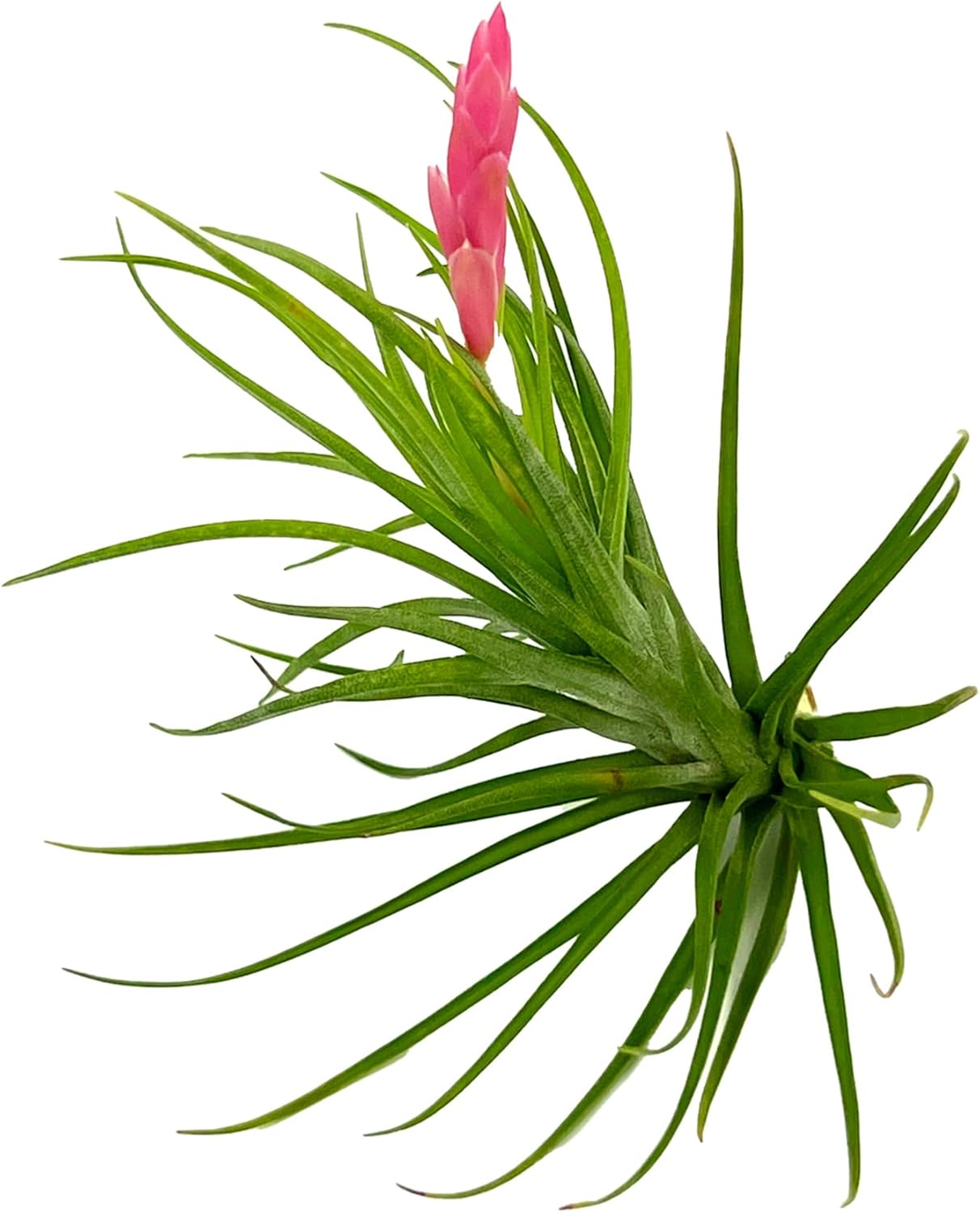 Tillandsia Tenuifolia Green