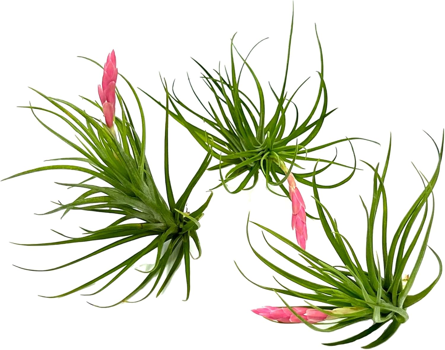 Tillandsia Tenuifolia Green