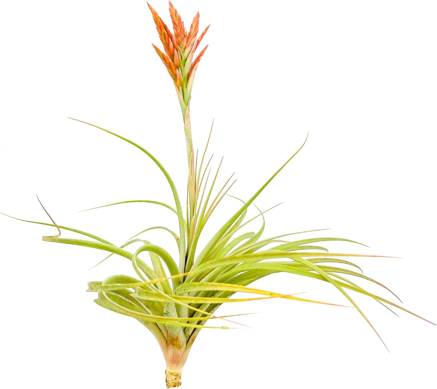 Tillandsia Vernicosa